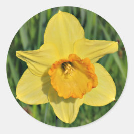 Daffodil Stickers Runt Klistermärke