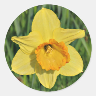 Daffodil Stickers Runt Klistermärke