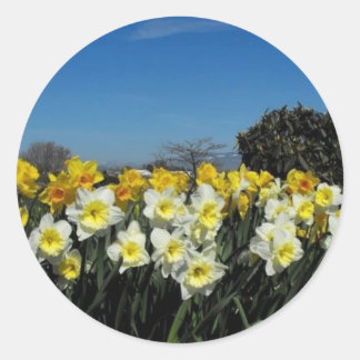 daffodil under våren runt klistermärke