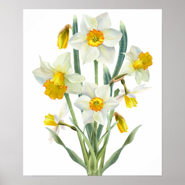Daffodil Vår Flower Bouquet Blommigt Watercolor Poster (Framsidan)