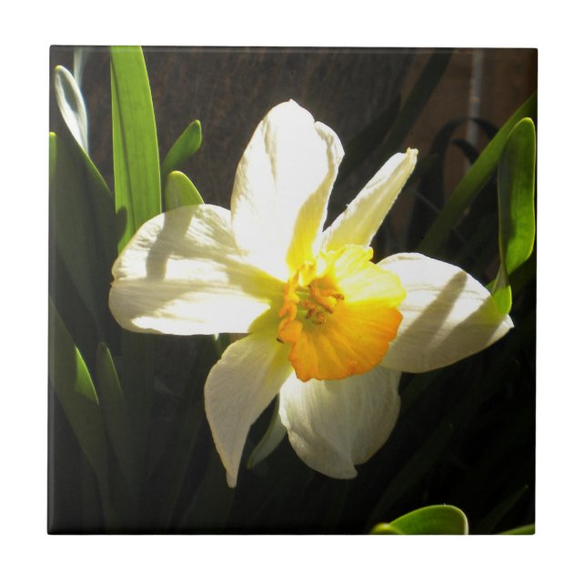 Daffodil vid Daybroke Tile Kakelplatta (Framsidan)
