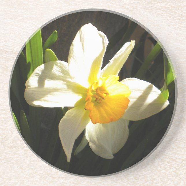 Daffodil vid Daybroke Underlägg Sandsten (Framsidan)