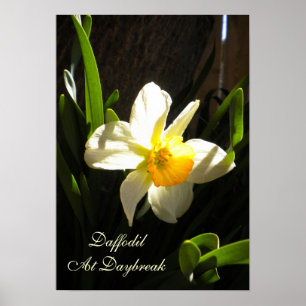 Daffodil vid Poster under dagtid