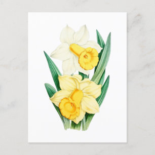 Daffodil Vintage Botaniskt vykort