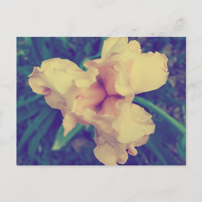 Daffodil Vintage Floral Photography Vykort (Framsida)