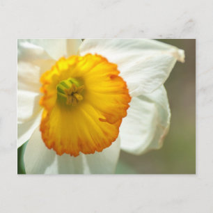 Daffodil Vykort