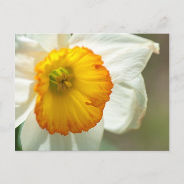 Daffodil Vykort (Framsida)