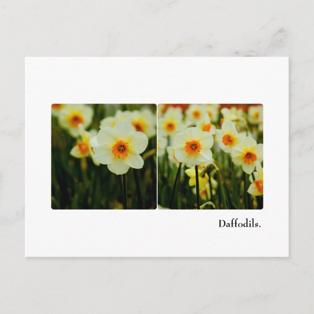 Daffodil vykort (Framsida)