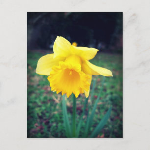 Daffodil Vykort