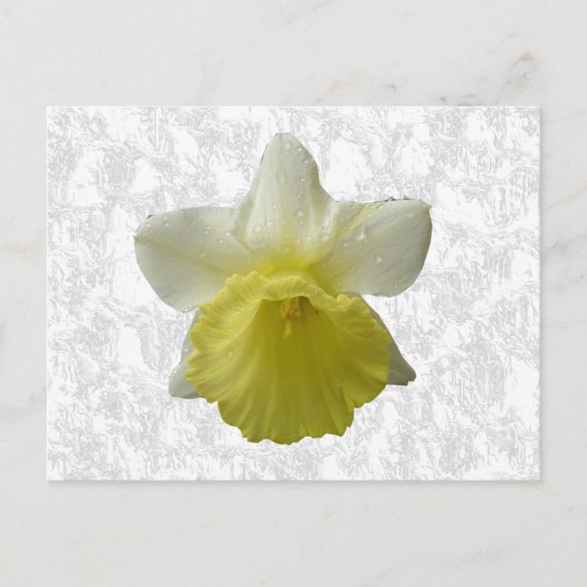 Daffodil-vykort Vykort (Framsida)
