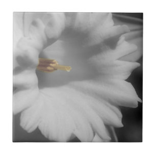 Daffodilblommor i svartvitt kakelplatta