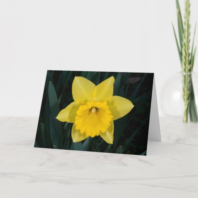Daffodilhälsningskort Helgkort (Framsida)