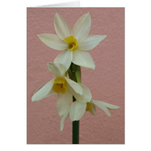 Daffodilkort Hälsningskort