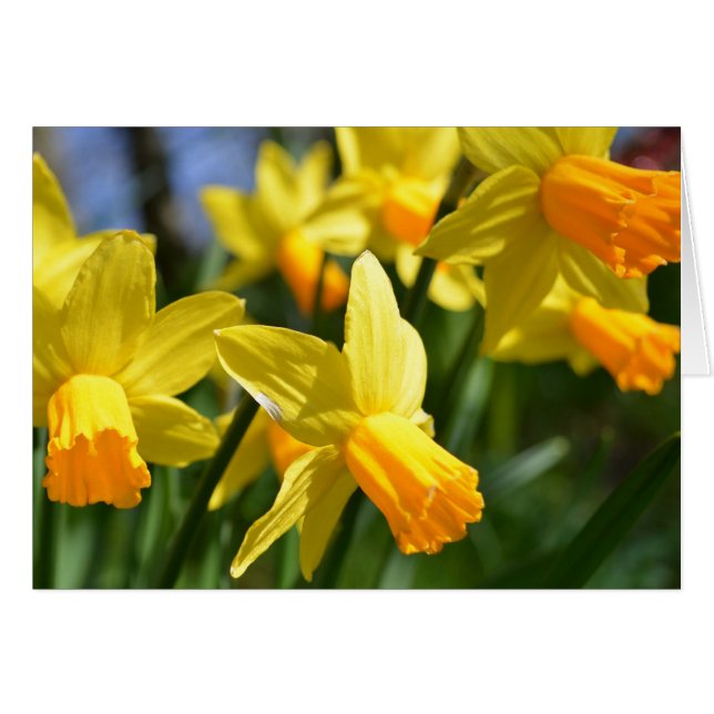 Daffodilkort Hälsningskort (Framsidan Horizontal)
