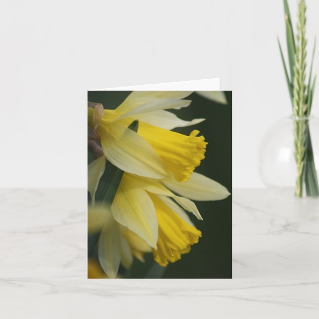 Daffodilkort Helgkort (Framsida)