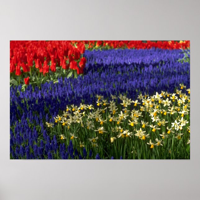 Daffodiller, hyacint och tulpaner poster (Framsidan)