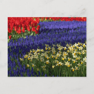Daffodiller, hyacint och tulpaner vykort