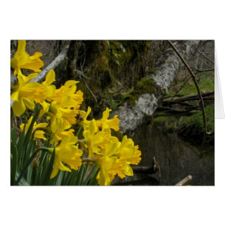 Daffodils 01 hälsningskort