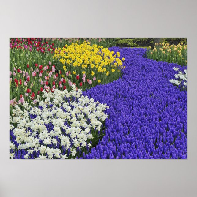 Daffodils and Grape Hyacinth, Keukenhof 2 Poster (Framsidan)
