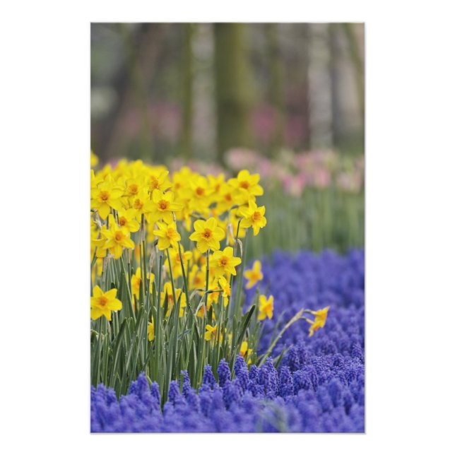 Daffodils and Grape Hyacinth, Keukenhof Fototryck (Framsidan)