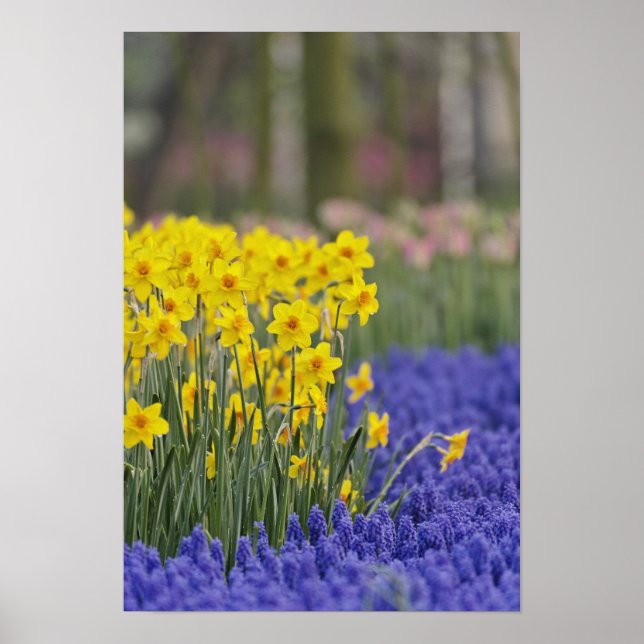 Daffodils and Grape Hyacinth, Keukenhof Poster (Framsidan)