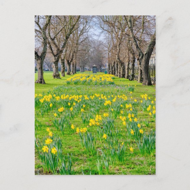 Daffodils at Greenwich, London UK Postcard Vykort (Framsida)