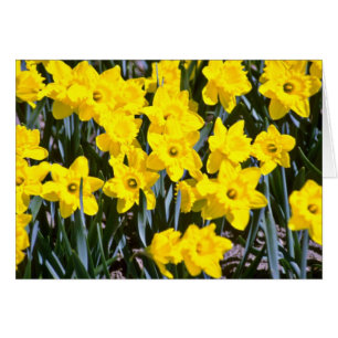 Daffodils blommor hälsningskort
