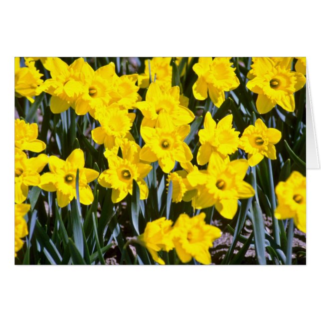 Daffodils blommor hälsningskort (Framsidan Horizontal)