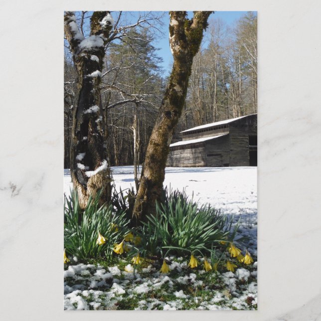 Daffodils blommor i snö (Framsida)