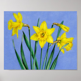 Daffodils botaniska bror poster utskrift