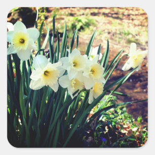 Daffodils by Brook Blommigt Fyrkantigt Klistermärke