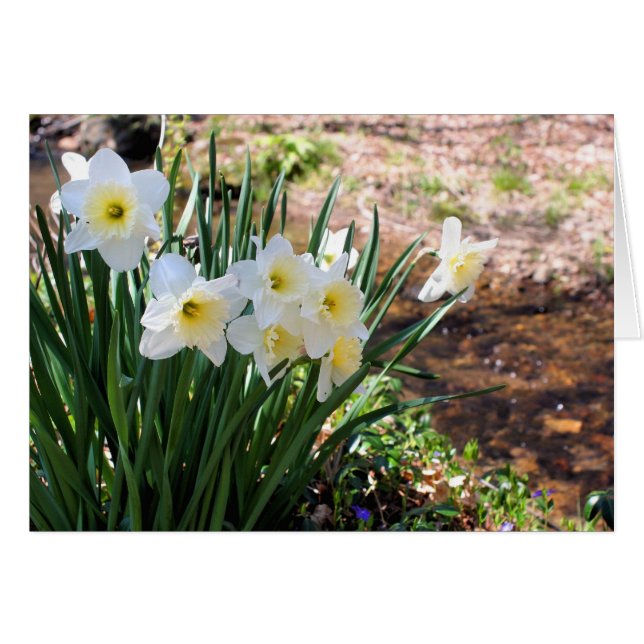 Daffodils By Brook Flower Photography Note Card OBS Kort (Framsidan Horizontal)