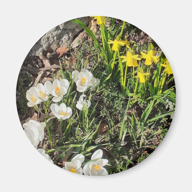 Daffodils & Crocus Magnet (Framsidan)
