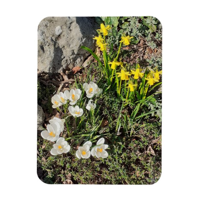 Daffodils & Crocus Magnet (Vertikal)