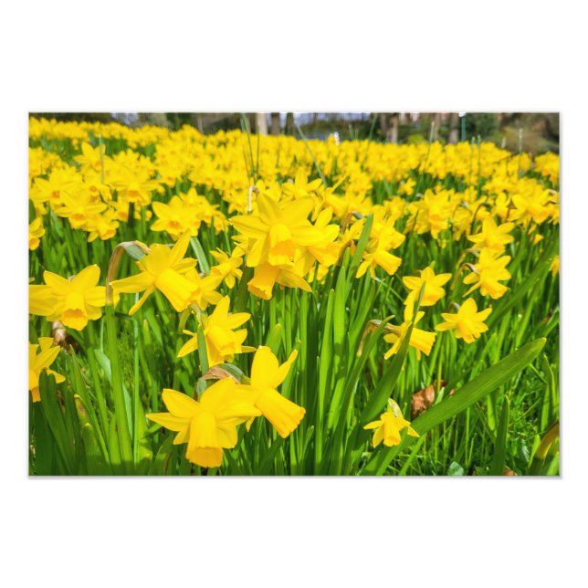 Daffodils Fototryck (Framsidan)