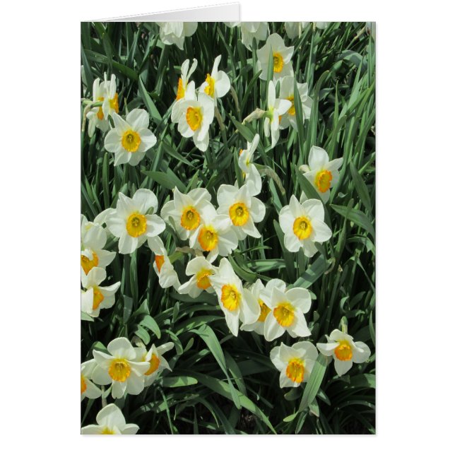 Daffodils Gult White Hälsningskort (Framsidan)