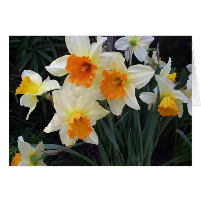 Daffodils Hälsningskort (Framsidan Horizontal)
