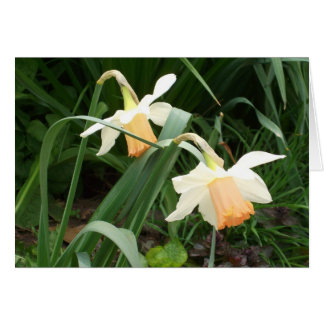Daffodils Hälsningskort