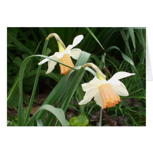 Daffodils Hälsningskort (Framsidan Horizontal)