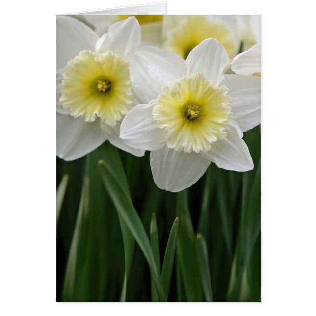 Daffodils Hälsningskort (Framsidan)