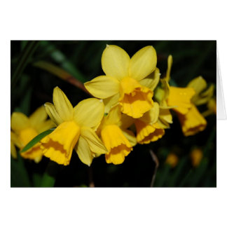daffodils hälsningskort