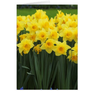 Daffodils Hälsningskort