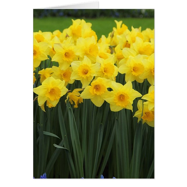 Daffodils Hälsningskort (Framsidan)