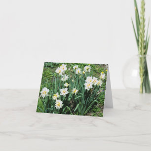 Daffodils Helgkort