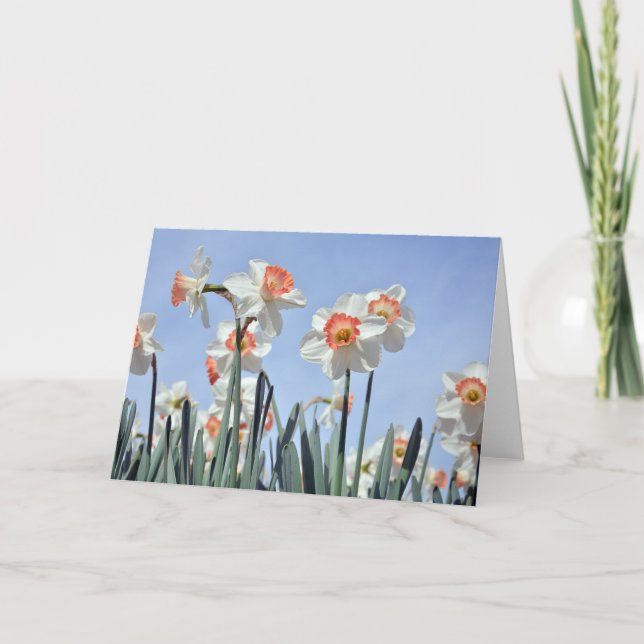 Daffodils in Bloom Kort (Framsida)