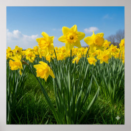 Daffodils in Bloom Poster