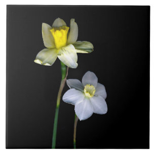 Daffodils Large (6 tum x 6 tum) keramiskt foto Til Kakelplatta