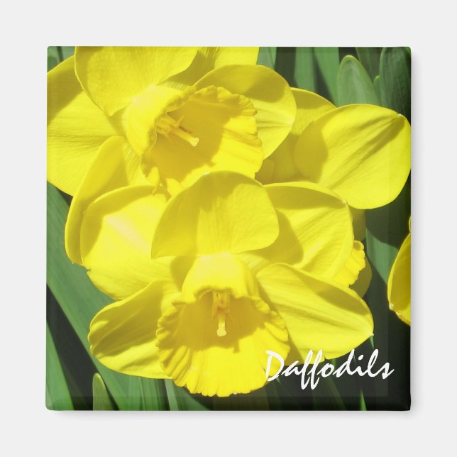 Daffodils Magnet (Framsidan)