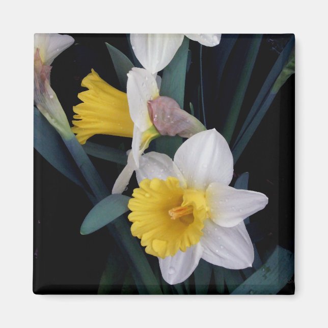 Daffodils Magnet (Framsidan)