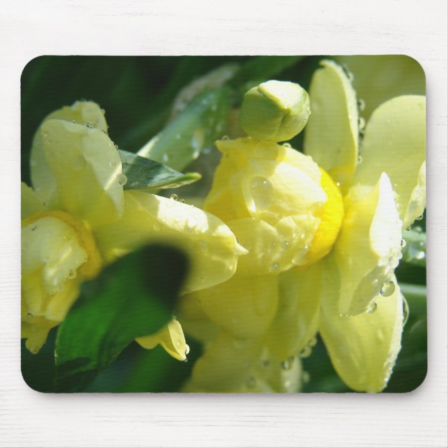 Daffodils med droppar från Vatten Musmatta (Framsidan)